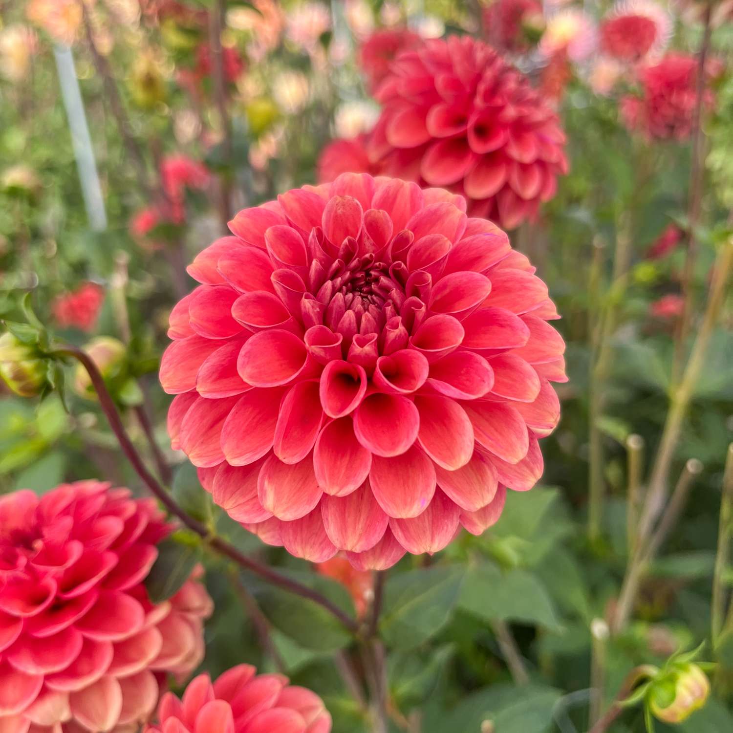Dahlie 'Zundert Mystery Fox'